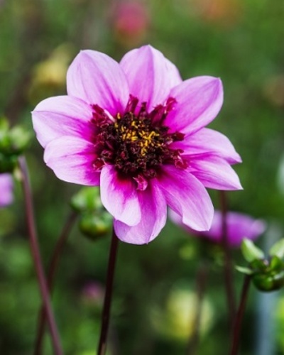 DAHLIA BLUE BAYOU 10 kusov